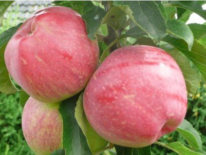 Jabloň sloupovitá 'Uldis' - kontejner  Malus domestica 'Uldis'