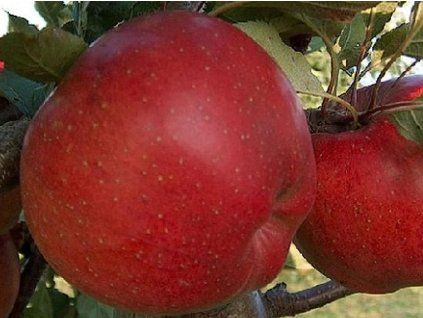 Jabloň 'Mantet'- kontejner  Malus domestica 'Mantet'