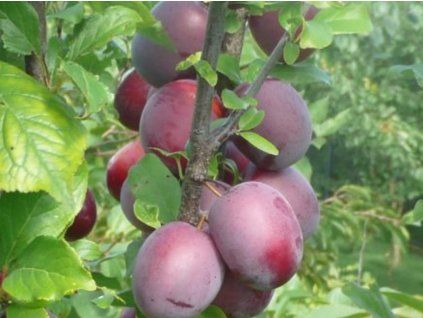 Švestka 'Kolonovidnaja' - kontejner  Prunus cerasifera 'Kolonovidnaja'