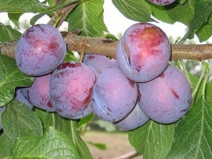 Švestka 'Ave' - kontejner  Prunus domestica 'Ave'