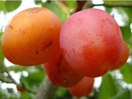 Švestka 'Emma Lepermann' - kontejner  Prunus domestica 'Emma Lepermann'