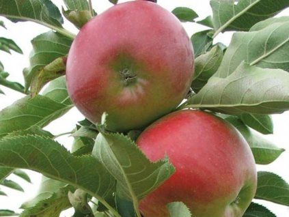 Jabloň sloupovitá 'Suncats' - kontejner  Malus domestica 'Suncats'
