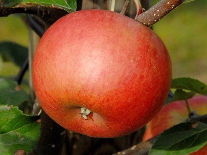Jabloň sloupovitá 'Flamenco' - kontejner  Malus domestica 'Flamenco'