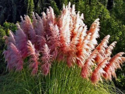 rose plume