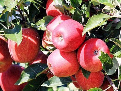 Jabloň sloupovitá 'Sunlight'- kontejner  Malus domestica 'Sunlight'