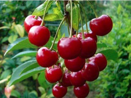 Višeň zakrslá 'Piemont' - kontejner  Prunus cerasus 'Piemont'