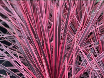 Dračinka jižní 'Charlie Boy'  Cordyline australis 'Charlie Boy'