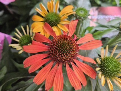 123182 2 trapatka nachova sympathy echinacea purpurea sympathy