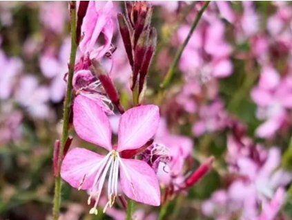 Svíčkovec lindheimeri 'Geyser Pink' - Gaura lindheimeri 'Geyser Pink'  Gaura lindheimeri 'Geyser Pink'