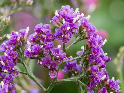 Limonium Salt Lake