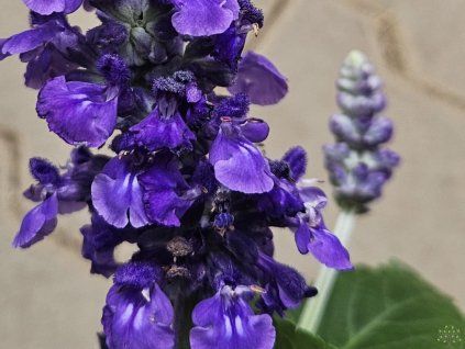 Šalvěj 'Mystic Spires' - Salvia 'Mystic Spires'  Salvia 'Mystic Spires'