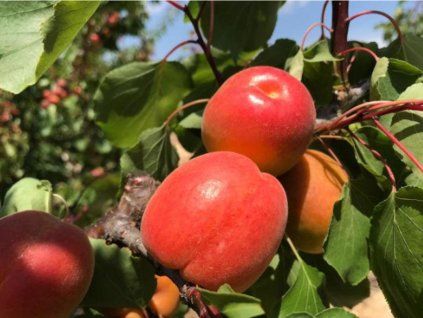 Meruňka 'South Sea'- kontejner  Prunus armeniaca 'South Sea'