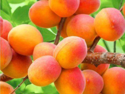 Meruňka 'Perla' - kontejner  Prunus armeniaca 'Perla'