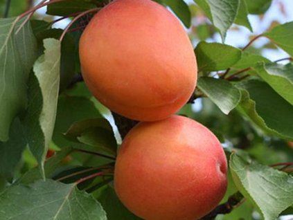 Meruňka 'Tahiti'- kontejner  Prunus armeniaca 'Tahiti'