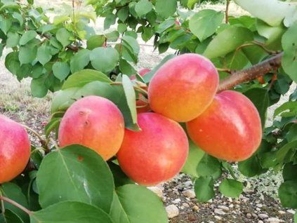 Meruňka 'Lener' - kontejner  Prunus armeniaca 'Lener'