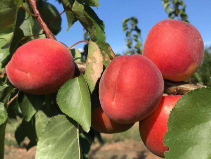 Meruňka 'Anubis' - kontejner  Prunus armeniaca 'Anubis'