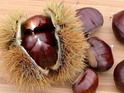 Kaštan jedlý 'Melivoias' - kontejner  Castanea sativa 'Melivoias'