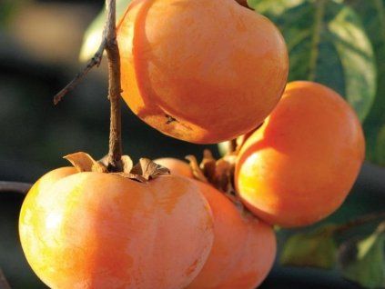 Kaki 'Jiro' - kontejner  Diospyros kaki 'Jiro'