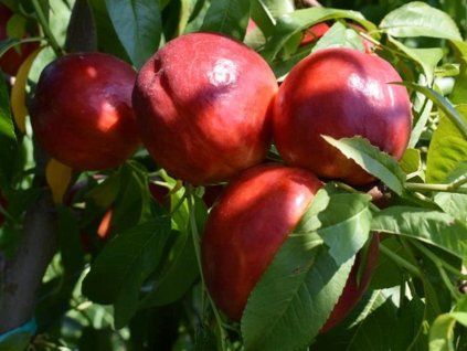 Nektarinka 'Madego'- kontejner  Prunus persica 'Madego'