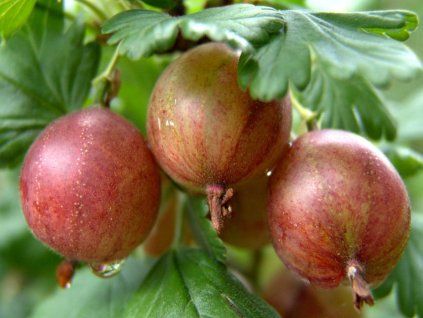 rote stachelbeere achilles m071571 w 0