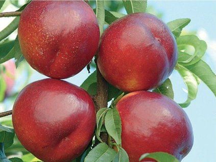 Nektarinka 'Venus' - kontejner  Prunus persica ´Venus´