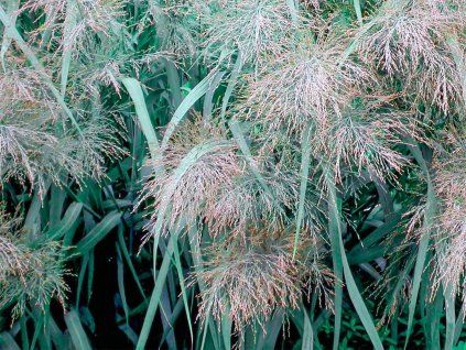Proso prutnaté 'Dallas Blues' - Panicum virgatum 'Dallas Blues'  Panicum virgatum 'Dallas Blues'