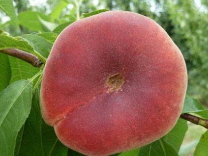 Broskvoň 'Ufo 4' - kontejner  Prunus persica 'Ufo 4'