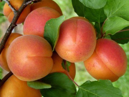 Meruňka 'Madlen'- kontejner  Prunus armeniaca 'Madlen'