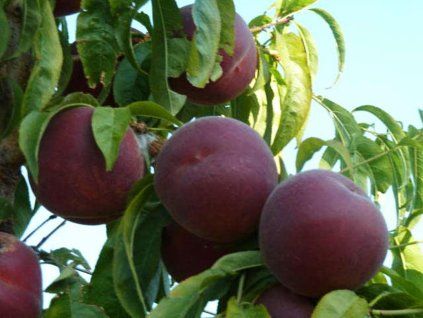 Broskvoň 'Haly Gali'- kontejner  Prunus persica 'Haly Gali'