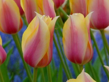 blushing lady