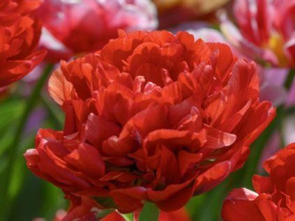 bombastic red