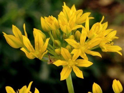 moly luteum