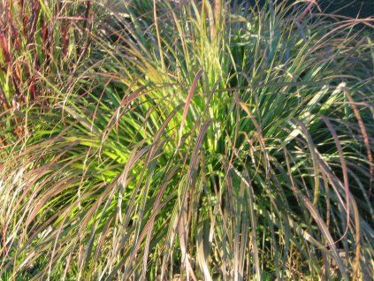 Dochan psárkovitý 'National Arboretum'- Pennisetum alopecuroides 'National Arboretum'  Pennisetum alopecuroides ´National Arboretum´