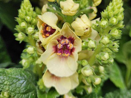 Divizna �Dark Eyes�- Verbascum �Dark Eyes� (Balen� kontejner p17, v��ka 35cm)