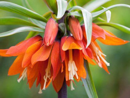 orange beauty2