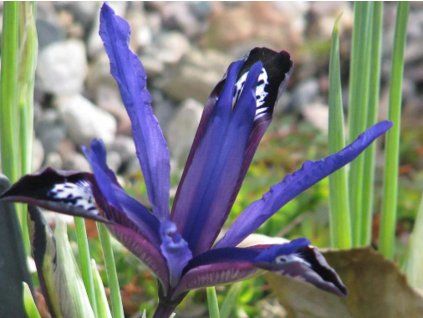 blue note