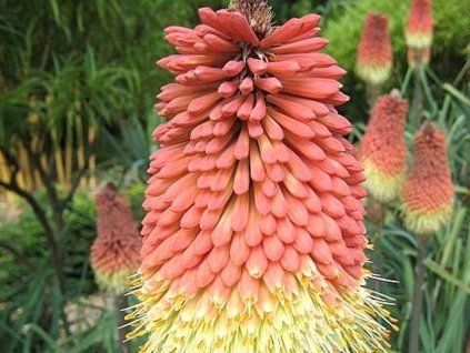caulescens