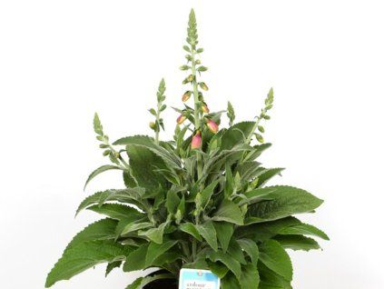 silver leave