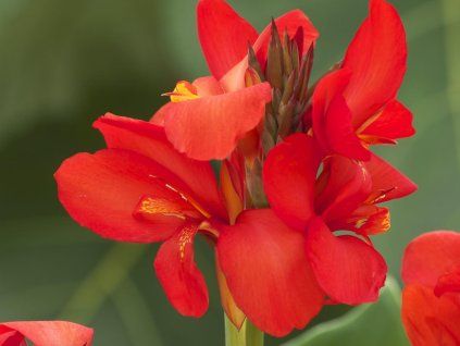 Kana CANNOVA� �Red Shades� - Canna x generalis CANNOVA� �Red Shades� (Balen� kontejner p12)