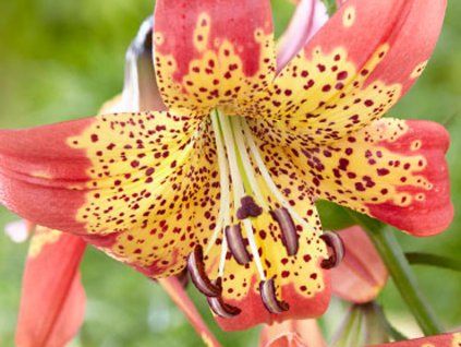Lilie 'Fusion'  Lilium 'Fusion'