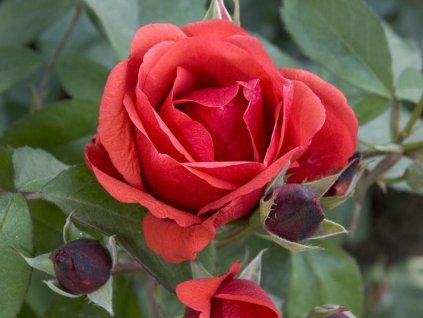 morden fireglow