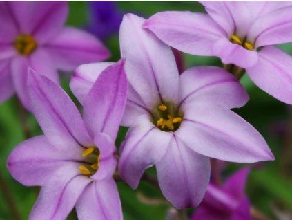 ipheion tessa