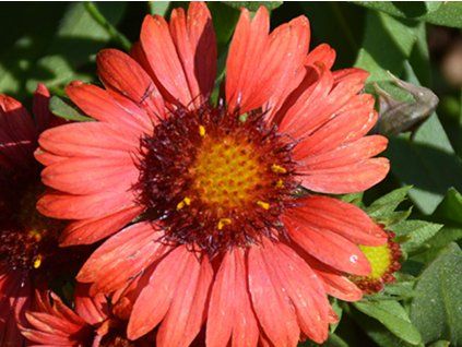 Kokarda osinatá 'Spintop Red' - Gaillardia 'Spintop Red'  Gaillardia 'Spintop Red'