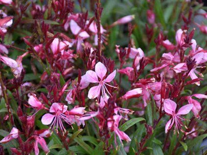 Svíčkovec lindheimeri BELLEZA 'Compact Pink' - Gaura lindheimeri BELLEZA 'Compact Pink'  Gaura lindheimeri BELLEZA 'Compact Pink'