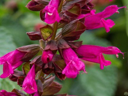 Šalvěj Salgoon® 'Lake Flamingo' - Salvia Salgoon® 'Lake Flamingo'  Salvia Salgoon® 'Lake Flamingo'