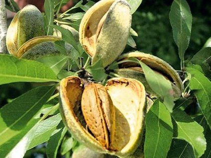 Mandloň 'Pfalzer Fruchtmandel' - kontejner  Prunus amygdalus 'Pfalzer Fruchtmandel'
