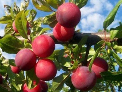 Švestkomeruňka 'Putišetvenica'  Prunus x hybrid 'Putišetvenica'