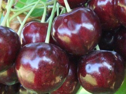 Třešeň 'Kama'  Prunus avium 'Kama'