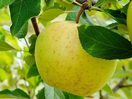 Jabloň 'Honey Gold'  Malus domestica 'Honey Gold'