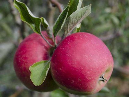 Jabloň 'Red Elstar'  Malus domestica ' Red Elstar'
